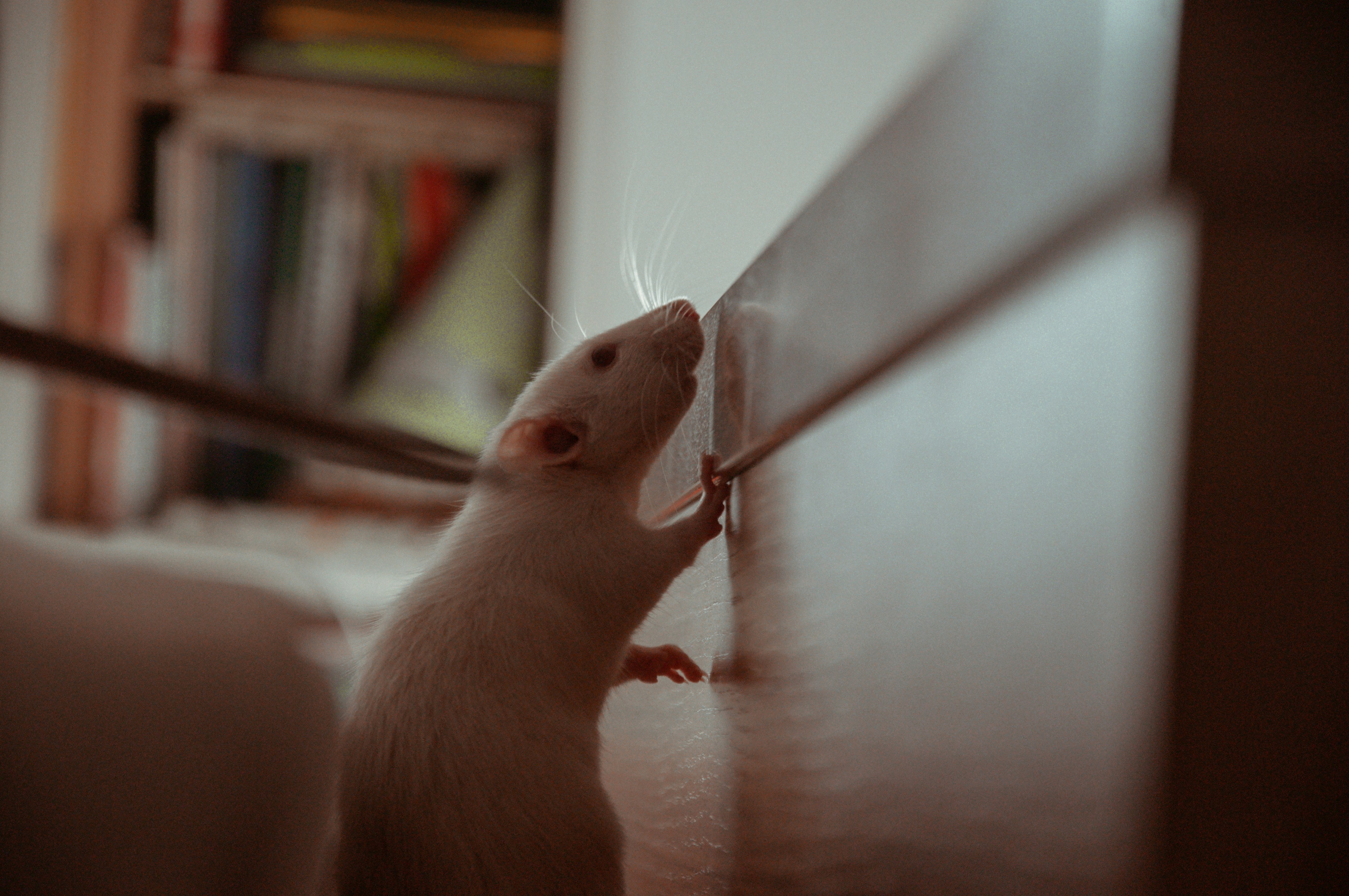 Rat présent dans une habitation